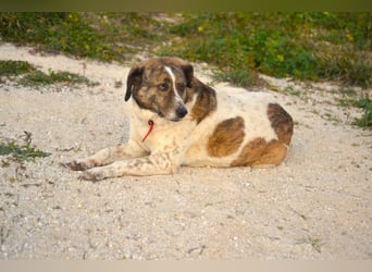 Heidi - liebenswerte Schmusebacke