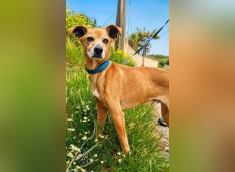 Frosch - Herzenshund wartet - auf Sie?