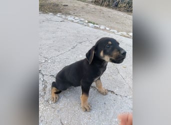 Dexter - Pfotenabenteuer inclusive!
