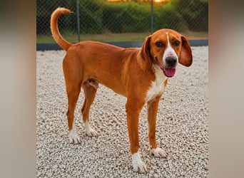 Alex - sensibler Hundejunge sucht das große Glück