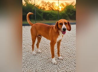 Alex - sensibler Hundejunge sucht das große Glück