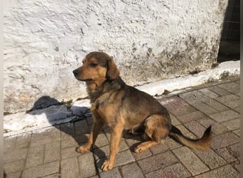 Oliver, der kleine Traumstreuner