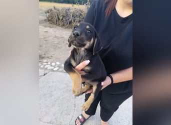 Dexter - Pfotenabenteuer inclusive!