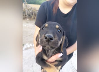 Dexter - Pfotenabenteuer inclusive!