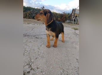 Dafne PM - klein aber Oho!