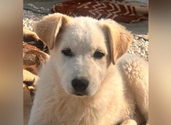 Skye sucht nach Geborgenheit