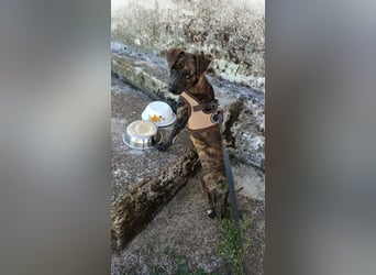 Lulu PM - Vorsicht Zucker!