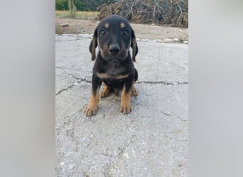 Dexter - Pfotenabenteuer inclusive!