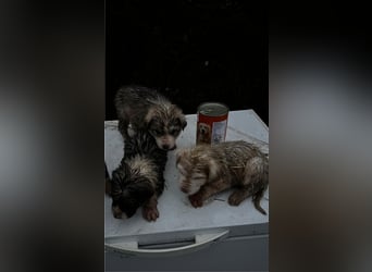 Lilly - will nur noch SCHÖNE Abenteuer