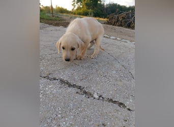 Drake - Mini-Abenteurer sucht sein Zuhause