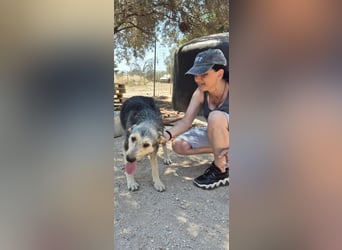 Cooper - Ich bin nicht zerzaust - ich bin außergewöhnlich!