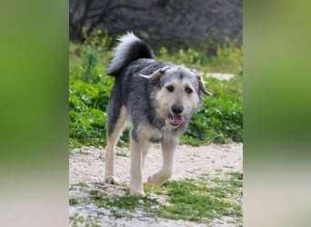 Cooper - Ich bin nicht zerzaust - ich bin außergewöhnlich!