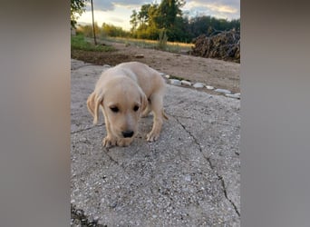 Drake - Mini-Abenteurer sucht sein Zuhause