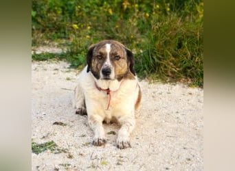 Heidi - liebenswerte Schmusebacke