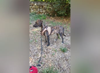 Lulu PM - Vorsicht Zucker!