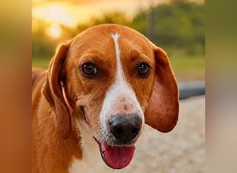 Alex - sensibler Hundejunge sucht das große Glück