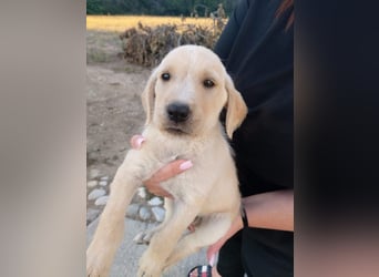 Drake - Mini-Abenteurer sucht sein Zuhause