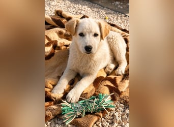 Skye sucht nach Geborgenheit