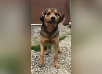 Oliver, der kleine Traumstreuner