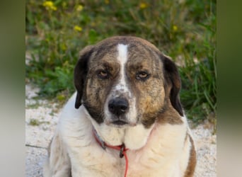 Heidi - liebenswerte Schmusebacke