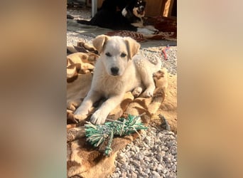 Skye sucht nach Geborgenheit