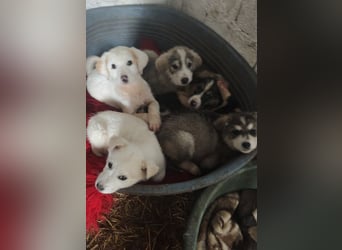 Lilly - will nur noch SCHÖNE Abenteuer