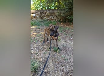 Lulu PM - Vorsicht Zucker!