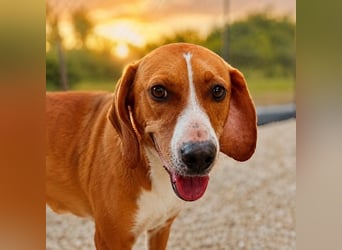 Alex - sensibler Hundejunge sucht das große Glück