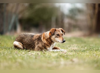 Ruhiges Zuhause für Heidi gesucht