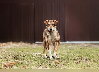 Ruhiges Zuhause für Heidi gesucht