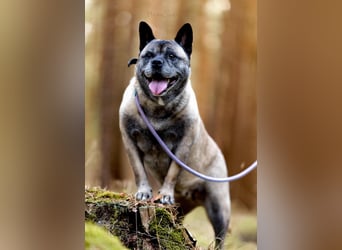 Freundliche Juta sucht ihre Menschen