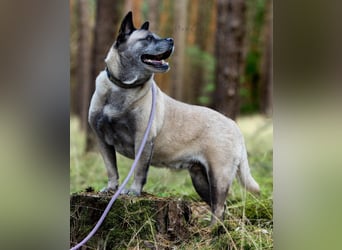Freundliche Juta sucht ihre Menschen