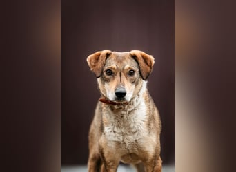 Ruhiges Zuhause für Heidi gesucht