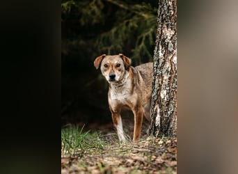 Ruhiges Zuhause für Heidi gesucht