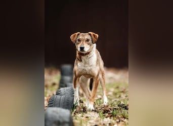 Ruhiges Zuhause für Heidi gesucht