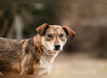 Ruhiges Zuhause für Heidi gesucht