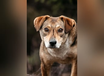 Ruhiges Zuhause für Heidi gesucht
