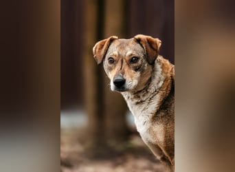 Ruhiges Zuhause für Heidi gesucht