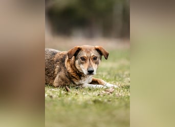 Ruhiges Zuhause für Heidi gesucht