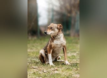 Ruhiges Zuhause für Heidi gesucht