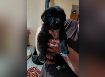 Beni sucht ein Zuhause