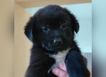 Beni sucht ein Zuhause