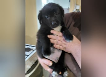 Beni sucht ein Zuhause