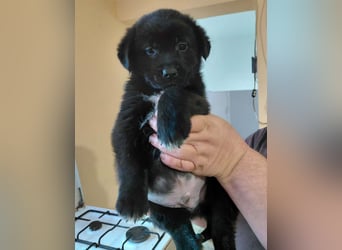 Beni sucht ein Zuhause