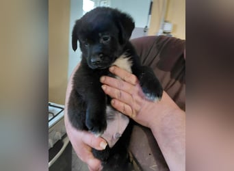 Beni sucht ein Zuhause