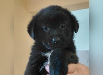 Beni sucht ein Zuhause