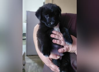 Beni sucht ein Zuhause