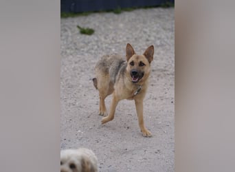 Lita -aktive junge Hündin mit Köpfchen sucht ihr Zuhause