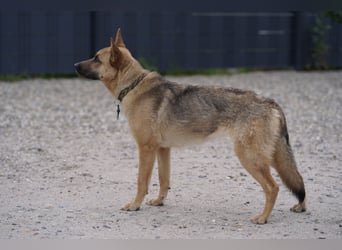 Lita -aktive junge Hündin mit Köpfchen sucht ihr Zuhause