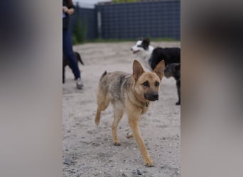 Lita -aktive junge Hündin mit Köpfchen sucht ihr Zuhause